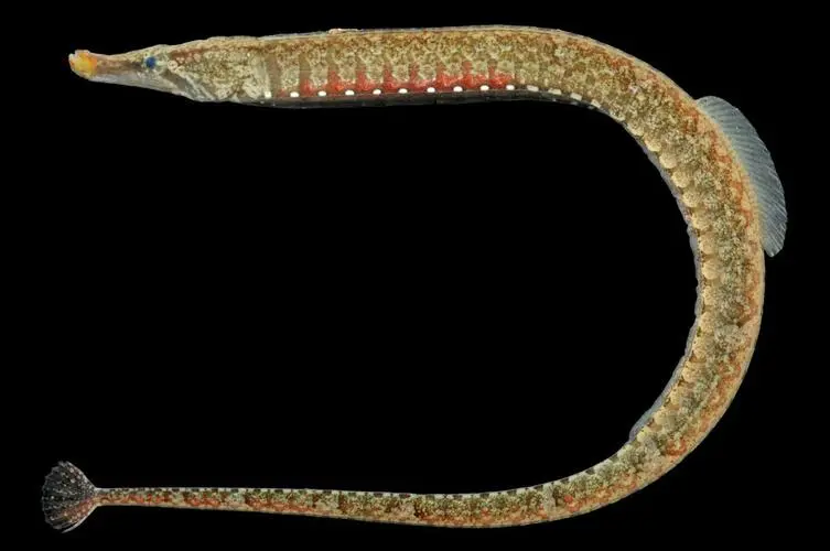 石美人鱼（学名：Syngnathus rooneyi）是一种特殊且具有独特美丽之处的海洋生物。它属于须鳚目鱼类，是体形