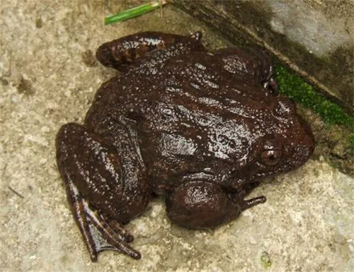 石蛙多少一斤？（石蛙多少一斤）