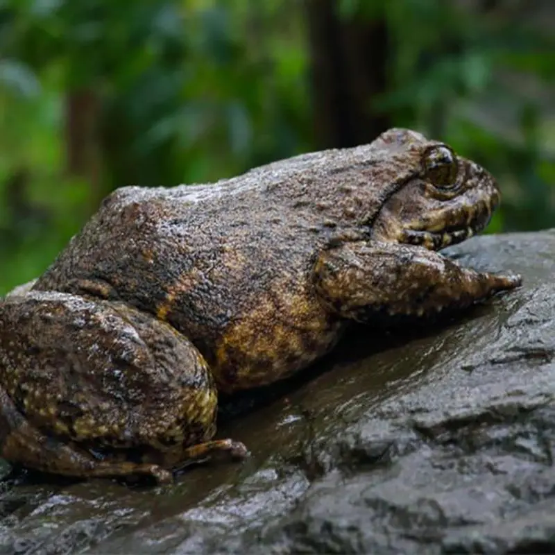 石蛙是国家几级保护动物？（石蛙是国家几级保护动物吗）