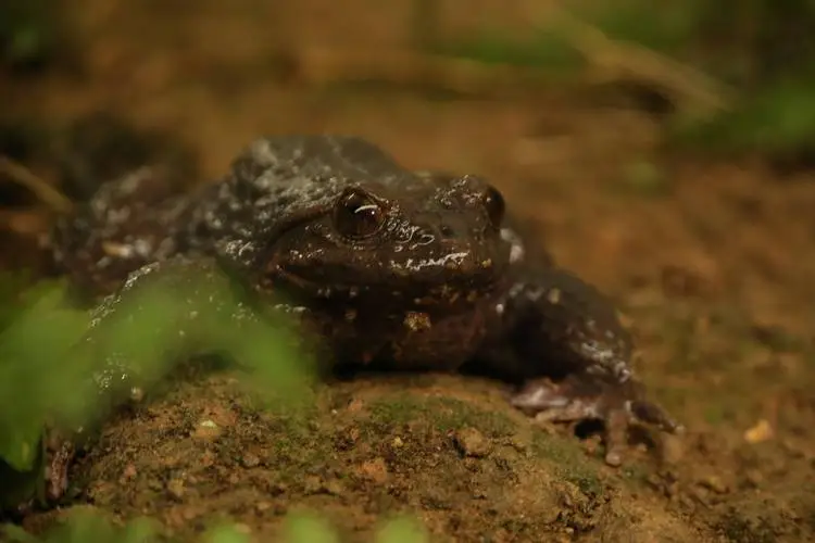 石蛙是几级保护动物可以吃吗？（石蛙是几级保护动物可以吃吗）
