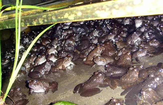 石蛙养殖视频教程 石蛙养殖需要什么手续