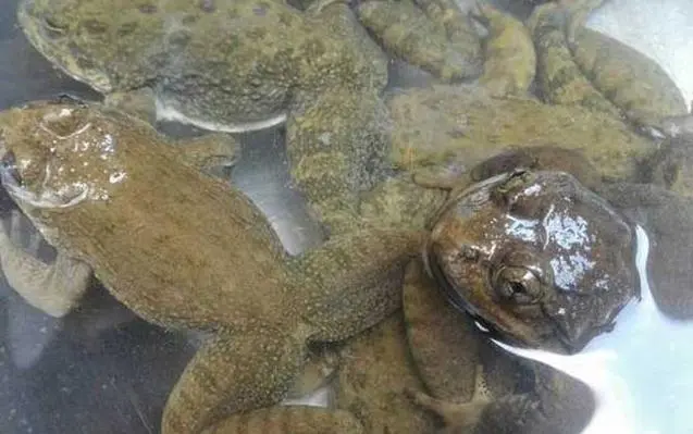 石蛙：一个值得保护的生物（石蛙是保护动物吗）