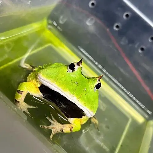 双色霸王角蛙会变绿吗？（双色霸王角蛙会变绿么）