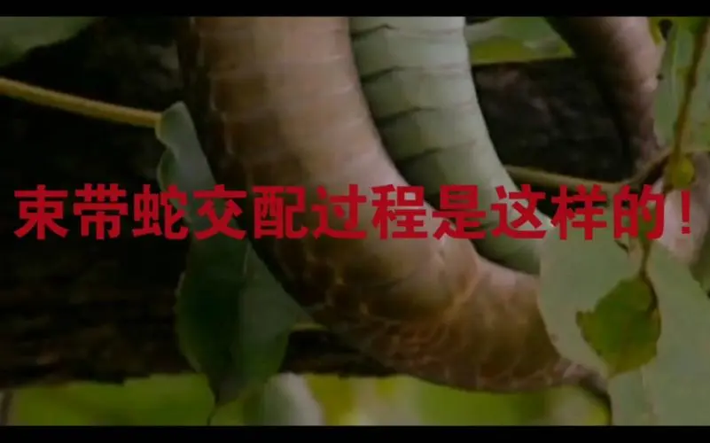 束带蛇繁殖期 束带蛇繁殖期是多久