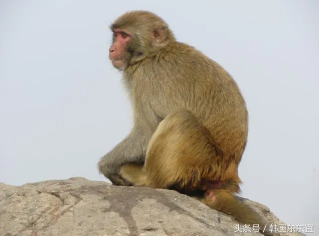 2004属猴的寿命有多长 2004年属猴人寿命