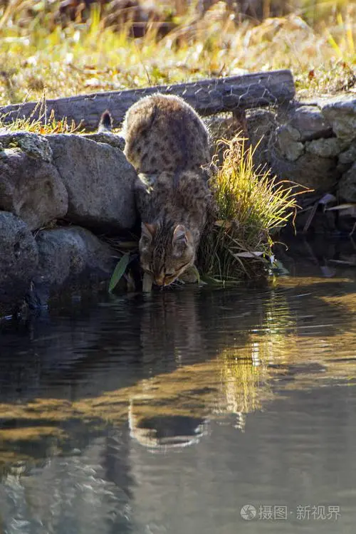 水潭猫的真实图片 水塘猫图片