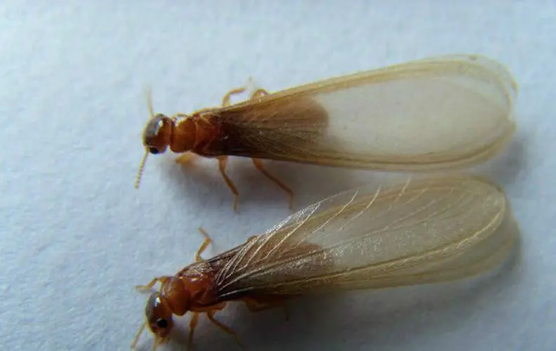 水蚁的食物-生活于水中的小型昆虫（水蚁吃什么）