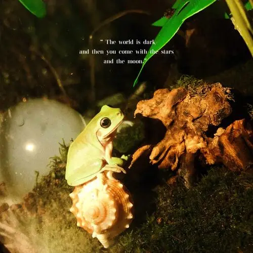树蛙的生长过程 树蛙的生长过程视频
