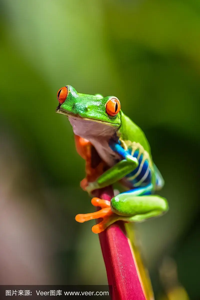 树蛙图片：可爱的自然宝藏（树蛙图片可爱）