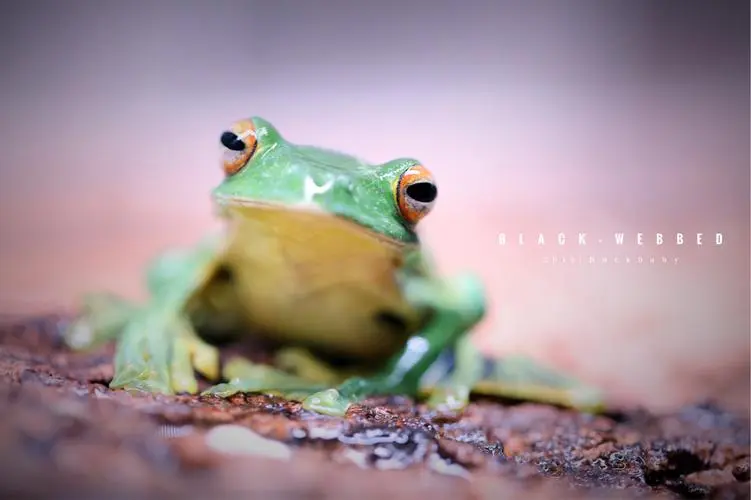 树蛙：栖息于丰富多样的生态系统中的小型两栖动物（树蛙生活在什么生态系统）