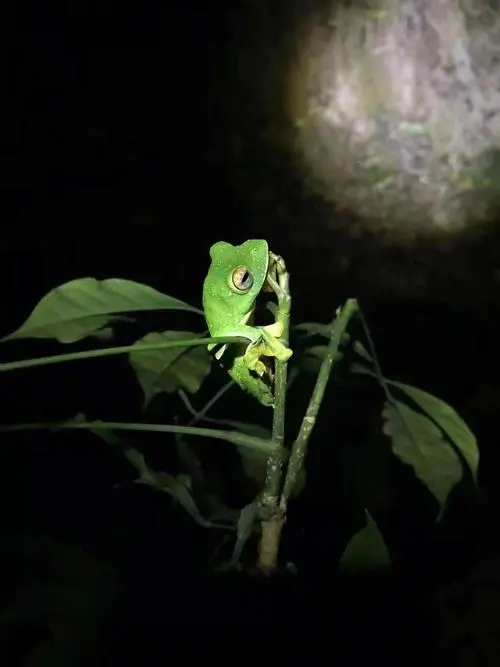 树蛙怎么叫的视频—探秘树蛙鸣叫之谜（树蛙怎么叫的视频）