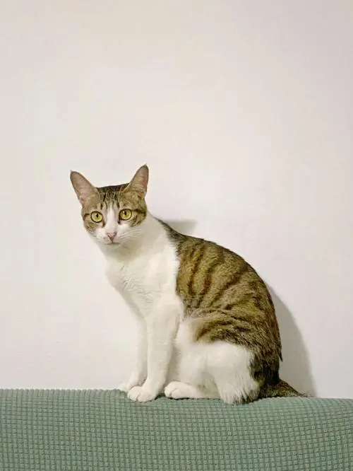 四川简州猫：猫界的美女吗？（四川简州猫在猫界是美女吗）