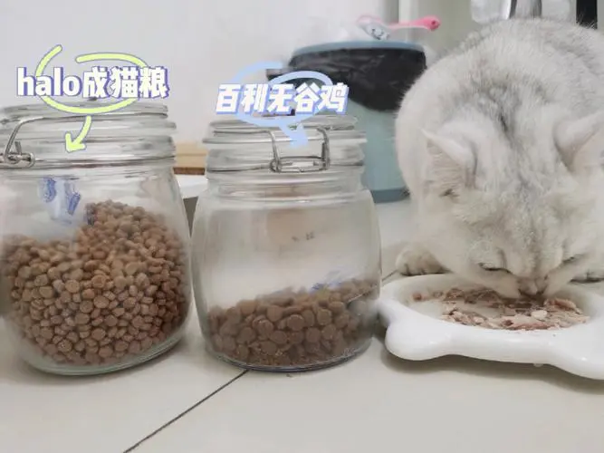 四个月的猫吃什么猫粮比较好？（四个月的猫吃什么猫粮比较好）