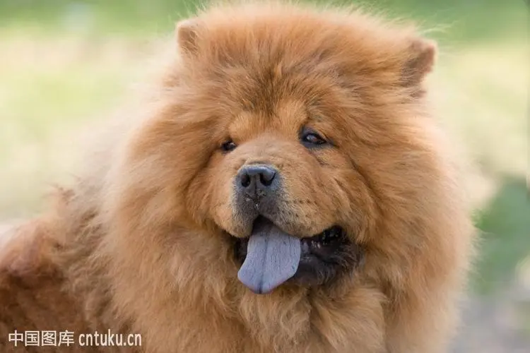 松狮犬舌头的颜色（松狮犬舌头是什么颜色）