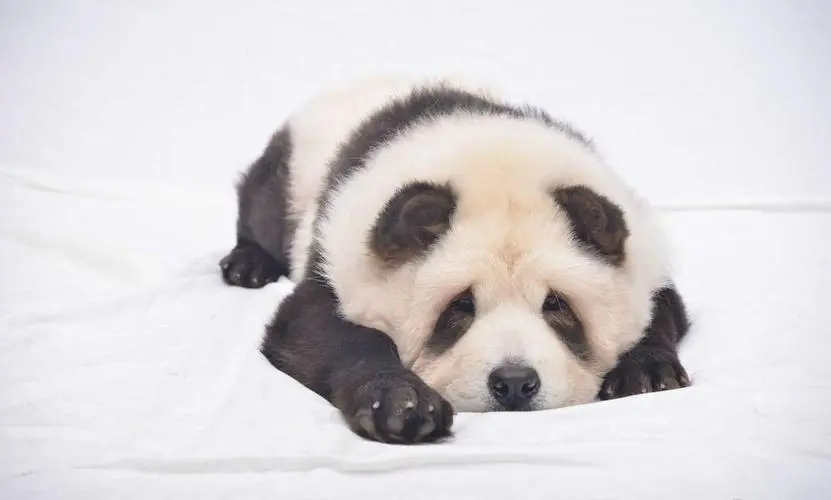 松狮染熊猫图片 奇妙的黑白交融（松狮染熊猫图片）