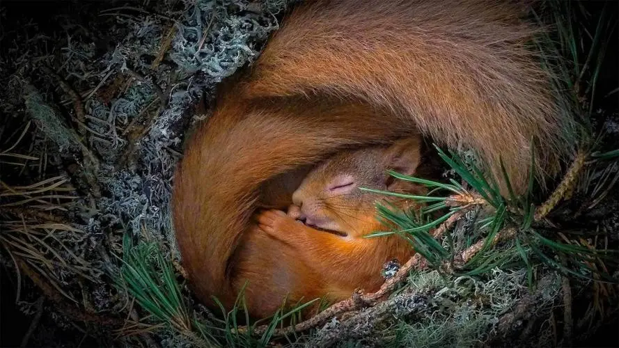 松鼠冬眠：探秘自然界的休眠奇迹（松鼠冬眠的图片真实）