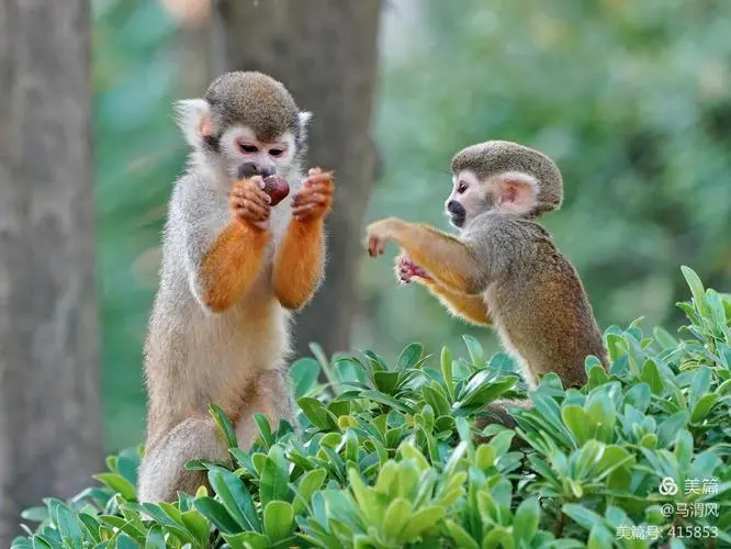 松鼠猴吃什么 松鼠猴吃什么食物
