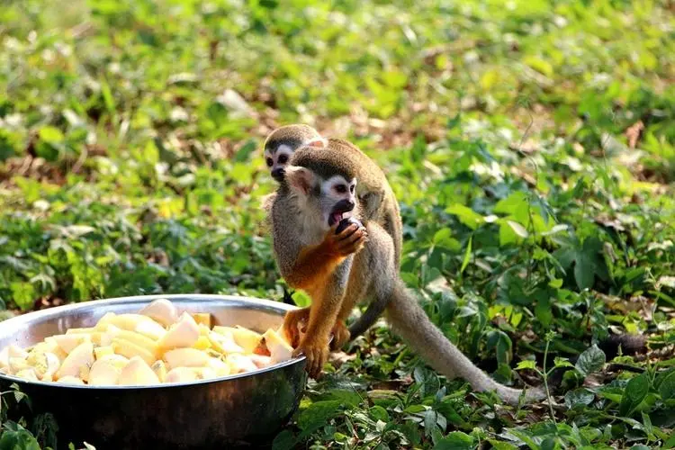 松鼠猴喜欢吃什么水果？（松鼠猴喜欢吃什么水果）