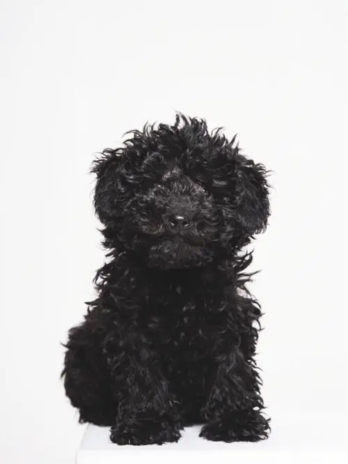 泰迪贵宾犬图片黑色 泰迪贵宾犬图片