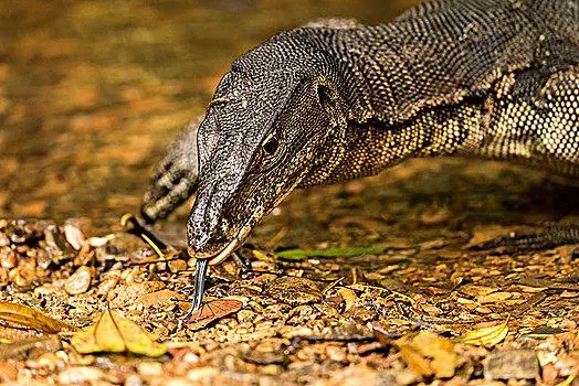 泰国的巨蜥主要以昆虫和小型爬行动物为食物。它们是一种食肉动物，通过捕食来获取所需的营养和能量。巨蜥通