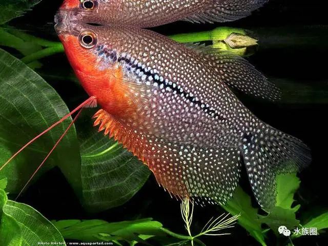 泰国珍珠鱼图片 泰国珍珠鱼图片高清