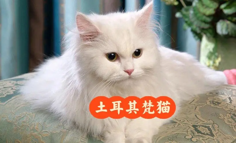 土耳其梵猫在中国叫什么？（土耳其梵猫在中国叫什么）