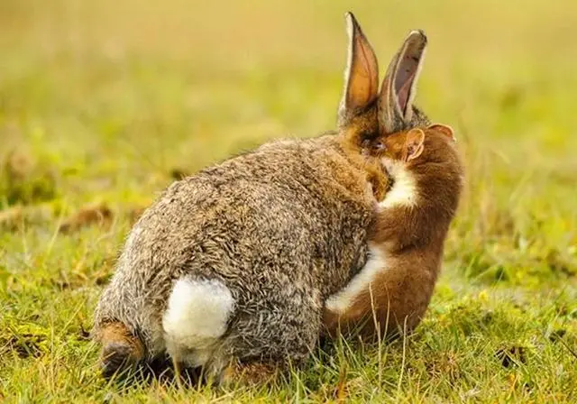 兔子的天敌是什么？（兔子的天敌是什么）