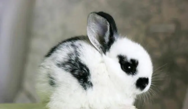 兔子品种名贵排名 兔子品种名贵排名图片