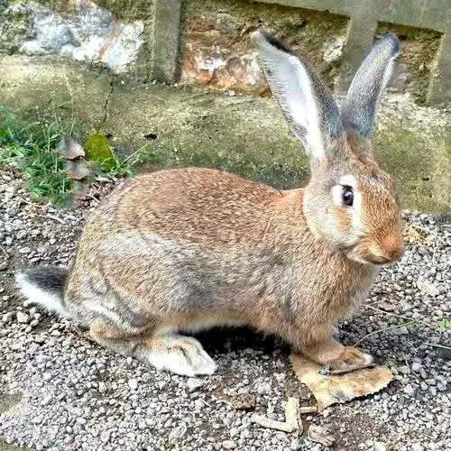 兔子收购价多少钱一斤 上门收购兔子电话