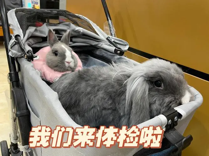 兔子体检多少钱一次 兔子体检要多少钱