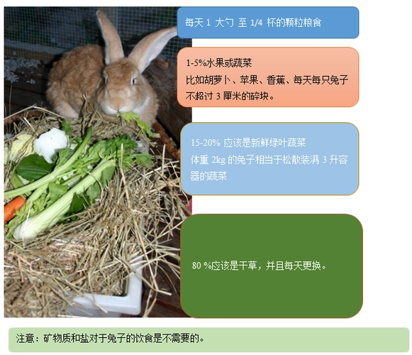 兔子最爱吃的十种食物（兔子最爱吃的十种食物图片）