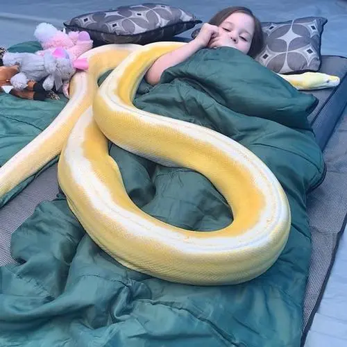 外国女孩与宠物黄金蟒蛇的亲密接触（外国女孩和宠物黄金蟒蛇拥抱）