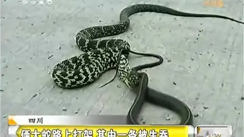 王锦蛇吃毒蛇视频：胆大的老蛇王舞动毁灭之舌（王锦蛇吃毒蛇视频）