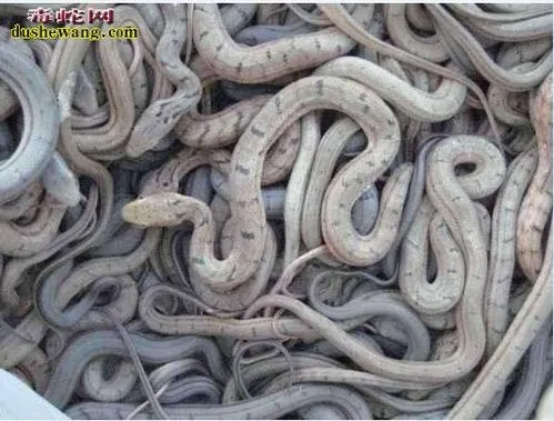 王锦蛇幼体与成体的差异 王锦蛇幼体与成体的差异是什么