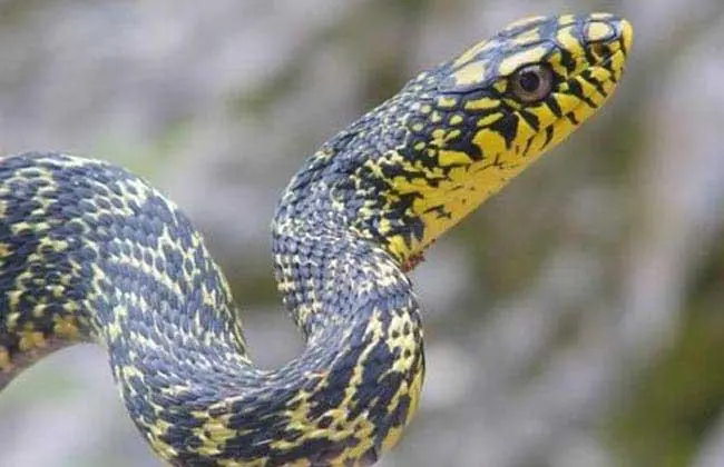 为什么毒蛇怕王锦蛇 王锦蛇为什么是毒蛇的克星