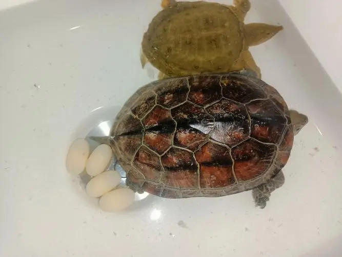 为什么龟蛋是软的？（龟蛋为什么是软的）
