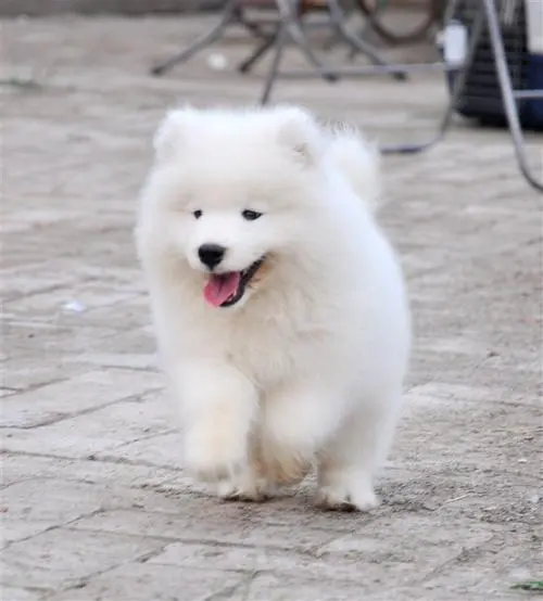微笑天使萨摩耶犬：中国最受欢迎的犬种（微笑天使萨摩耶犬图片）