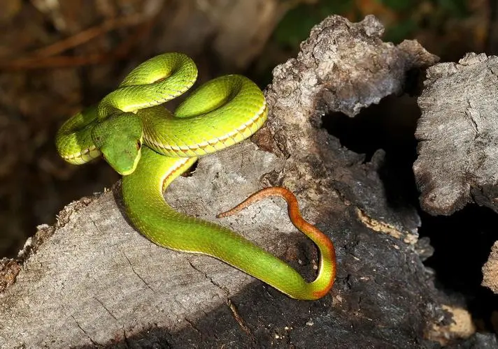 五步蛇（学名：Trimeresurus albolabris）是一种常见的毒蛇，属于蝮蛇科。它的分布范围广泛，主要分布在东