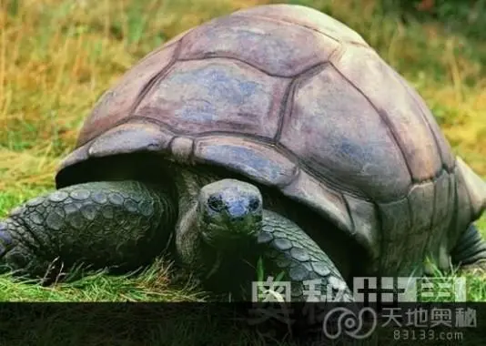 乌龟的寿命有多长？（乌龟的寿命有多长）