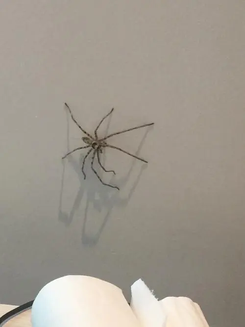 屋里的蜘蛛怎么清除 家里有大蜘蛛要杀掉吗