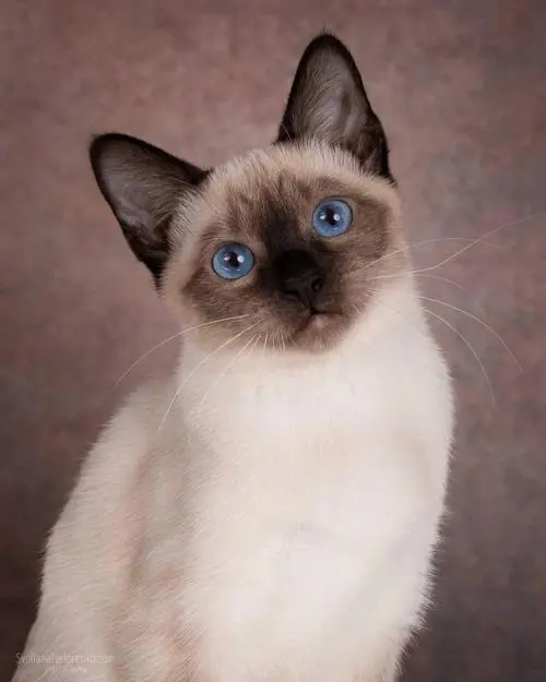 暹罗猫：优雅与精致的宠物伴侣（猫品种暹罗）