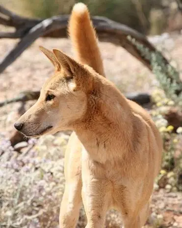 小比熊犬（犬种学名：Canis lupus familiaris）是一种小型家犬，以其可爱的外貌和友善的性格而受到人们的喜
