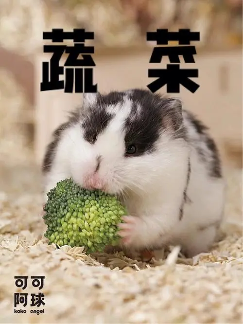 小仓鼠爱吃什么蔬菜 小仓鼠爱吃什么蔬菜水果