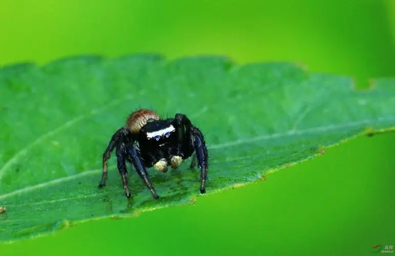 小黑蜘蛛的食物来源及其重要作用（小黑蜘蛛吃什么）