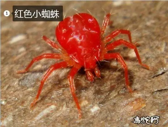 小红色蜘蛛被捏死了有毒吗 小红色蜘蛛被捏死了有毒吗视频