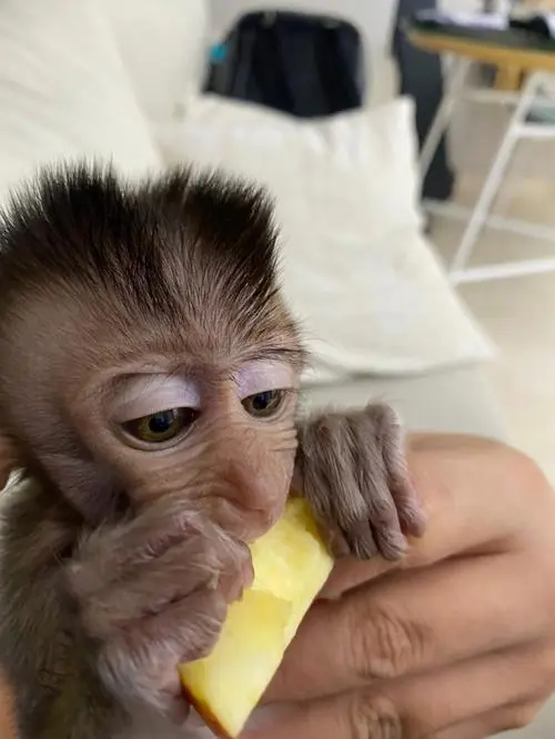 小猴子多少钱一只 家养 猴子宠物专卖店