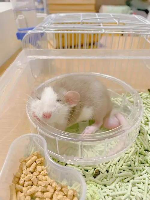 小花枝鼠的饮食习性与其生活环境和特征密切相关。本文将详细介绍小花枝鼠的饮食习性，包括其主要食物来源及