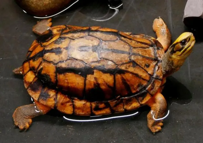 小金钱龟（学名：Cuora trifasciata），又称金边龟，属于陆龟科。它是一种以植物为主食的小型陆生龟类，主