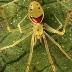 笑脸蜘蛛多少钱一只 笑脸蜘蛛多少钱一只图片