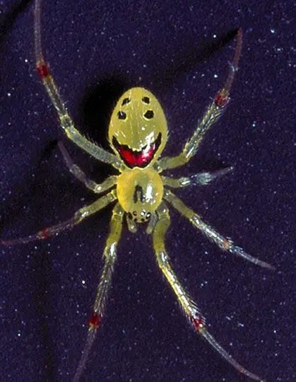 笑脸蜘蛛有毒吗（笑脸蜘蛛有毒吗1）